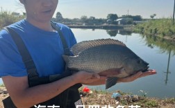 罗非鱼苗养殖技术要点有哪些？