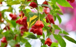 观赏辣椒品种有哪些？