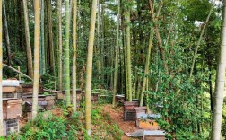 农村马蜂技术视频有哪些实用技巧？