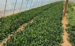 北方菠菜怎么种？视频教你关键技术！