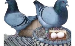 哪种鸽子品种产蛋最多？