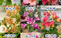 花朵品种有哪些？图片怎么识别？