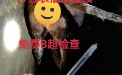 东北繁殖母牛养殖技术