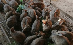 农家养兔子，哪个品种最合适？