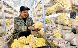 甘肃陇西蘑菇种植技术有何要点？