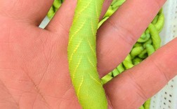 豆丹养殖技术视频教程，新手能学会吗？