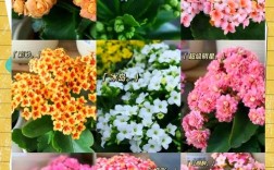 长寿花有哪些常见品种？