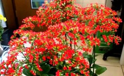 叶子大的长寿花有哪些品种？