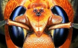 云南金环虎头蜂是独特蜂种吗？