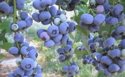 北京哪种蓝梅品种最好？