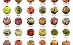 大型多肉品种有哪些常见名字？