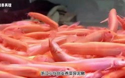 红色泥鳅哪里有养殖？