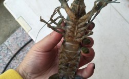 哪种淡水龙虾品种最好？