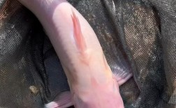 草鱼为何至今无专属品种？