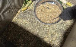 竹鼠养殖技术视频怎么学？