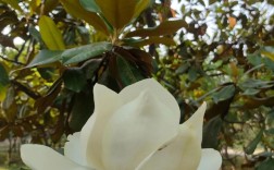 橡皮树开花？品种有何特殊？