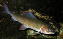 鸭绿江沙包鱼养殖技术有哪些关键要点？