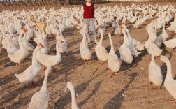 农村养殖技术视频哪里能下载？