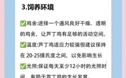 养鸡技术与管理的核心要点有哪些？