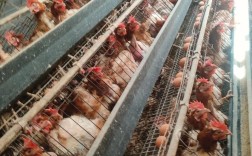 网床养鸡技术视频大全