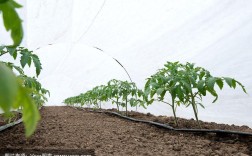 西红柿滴灌种植技术视频