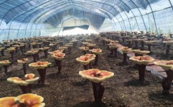 人工灵芝种植技术视频