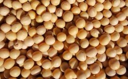 东升5号大豆品种有何特性？