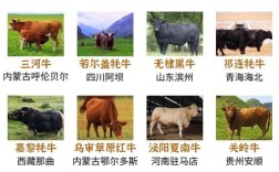 国内和牛是何品种牛？