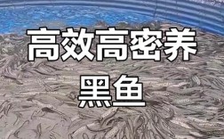 野生黑鱼立体养殖技术