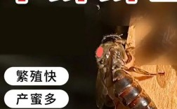 中蜂不同品种能介王吗？