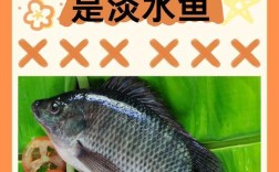 孟加拉罗非鱼养殖技术有哪些关键点？