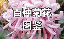 菊花品种颜色花型，各有哪些独特魅力？