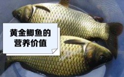 市场卖的鲫鱼是什么品种？