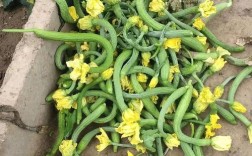 露地丝瓜怎么种才高产？