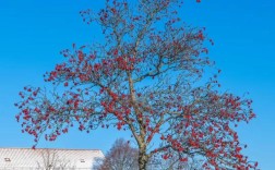 哪些树品种最好看？