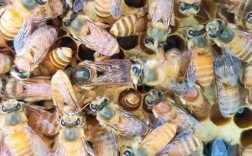 广西养中蜂，哪个品种好？