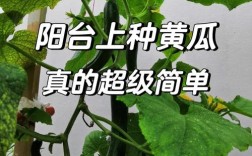 青瓜种植技术与价格哪个更值得学？