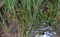 马蹄种植技术有哪些关键要点？