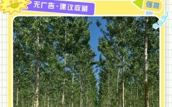 杨树如何高效种植与管理？