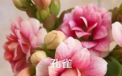 长寿花到底有多少品种？