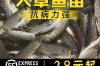 湖北草鱼批发价最新行情如何？