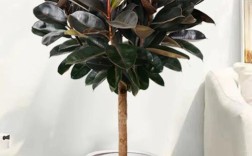 中型橡皮树常见品种有哪些？