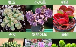 花卉多肉品种大全图片有哪些常见种类？