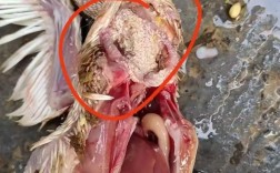 肉鸽养殖技术如何高效学好？