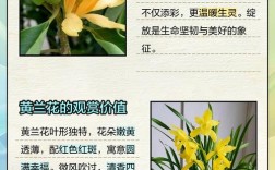 全黄叶兰草是哪个品种？