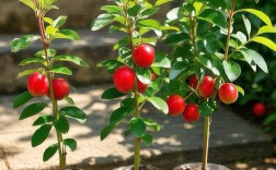 东北适合种哪些耐寒果树？