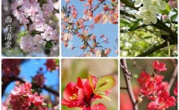 海棠哪个品种最好？