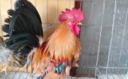 常见小型鸡品种有哪些？