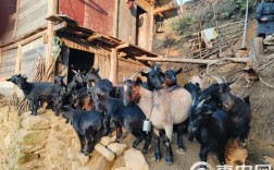 广西养羊选什么品种最合适？