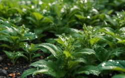 风雨兰种植技术和管理，风雨兰种植技术和管理方法